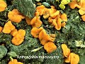 Anthracobia macrocystis-amf554-1